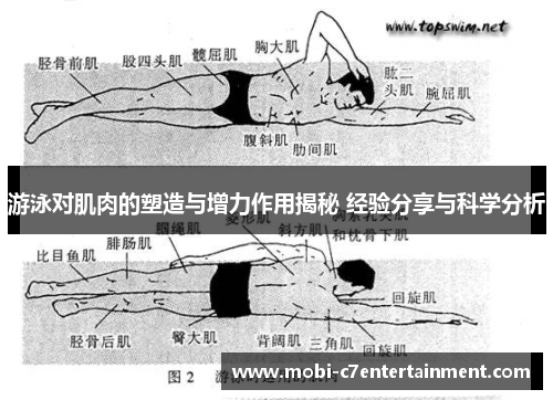 游泳对肌肉的塑造与增力作用揭秘 经验分享与科学分析 游泳对肌肉的塑造与增力作用揭秘 经验分享与科学分析